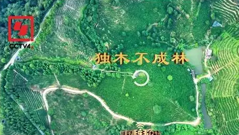 央視、學(xué)習(xí)強(qiáng)國等十多個(gè)平臺(tái)同時(shí)推送梧州采春茶．梧州六堡茶